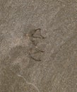 Traces of a seagull on the sand by the Royalty Free Stock Photo