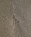 Traces of a seagull on the sand by the Royalty Free Stock Photo