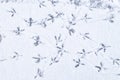 Traces of seagulls on snow-covered ice on a river or lake. Horizontal orientation. Royalty Free Stock Photo