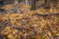 traces of the Second World War in the autumn forest of the Kaliningrad region Royalty Free Stock Photo