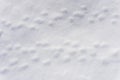 Traces of small animals on white snow background texture, footprints of animals on snowy surface Royalty Free Stock Photo