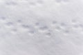 Traces of small animals on white snow background texture, footprints of animals on snowy surface Royalty Free Stock Photo