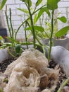 Traces of a snake's skin in a pot with a lotus plant