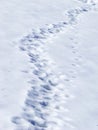 Traces in snow