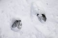 Traces in the snow from an elk / moose