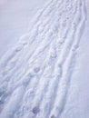Traces In Snow Royalty Free Stock Photo