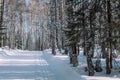 Traces of snowman in the forest. Snowmobile ride. On a snowmobile in the forest. Winter landscape