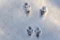 Traces of squirrels/ Paw prints of animals in the winter forest