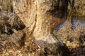 Traces of teeth of beavers on a tree close up against the background of the spring blue river Royalty Free Stock Photo