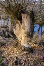 Traces of teeth of beavers on a tree close up against the background of the spring blue river Royalty Free Stock Photo