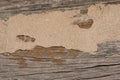 Traces of termites eat wood,animals that destroy wood Royalty Free Stock Photo