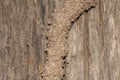 Traces of termites eat wood,animals that destroy wood Royalty Free Stock Photo