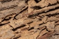Traces of termites eat wood,animals that destroy wood Royalty Free Stock Photo