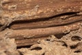 Traces of termites eat wood,animals that destroy wood Royalty Free Stock Photo