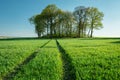 Traces of tractor wheels in a green field, trees and blue sky Royalty Free Stock Photo