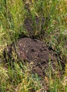 Traces from the trench of an earthen mole. Ground tracks dug by moles in mown wheat field. A pest of agricultural fields.