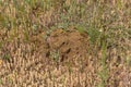 Traces from the trench of an earthen mole. Ground tracks dug by moles in mown wheat field. A pest of agricultural fields.