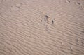 Traces from the waves in the sand on the beach of the Gulf of Riga Royalty Free Stock Photo