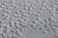 Traces of webbed duck paws on white snow Royalty Free Stock Photo