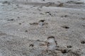 Traces on the wet sand. Footprints and dog paw prints in a distant perspective. A sag with a pet along the shore. Selective focus Royalty Free Stock Photo