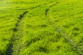 Traces from the wheels of car on the green grass. Royalty Free Stock Photo