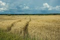 Wheel tracks in a field of grain, forest on the horizon Royalty Free Stock Photo