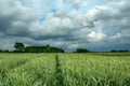 Traces of wheels in the field with green grain and dark rainy clouds on sky in Nowiny, Poland Royalty Free Stock Photo