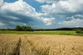 Traces of wheels in the grain and cloudy sky Royalty Free Stock Photo