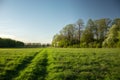 Traces of wheels on the meadow, blooming and green trees and sunlight Royalty Free Stock Photo