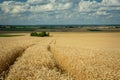 Traces of wheels in the wheat field, horizon and clouds on the sky in Staw, Poland Royalty Free Stock Photo