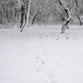 Traces on the white snow that lead to a dark forest covered with snow Royalty Free Stock Photo