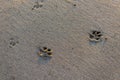 Traces of wild animals on sand Royalty Free Stock Photo