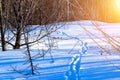 Traces of wild animals in the winter forest Royalty Free Stock Photo
