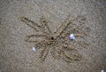 Traces of wind crabs dig holes