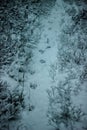 Traces of a wolf or a dog in the snow. Royalty Free Stock Photo