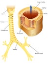 Trachea