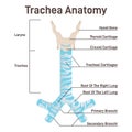 Trachea anatomy. Anterior trachea parts, cartilaginous tube that connects Royalty Free Stock Photo