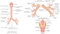 Trachea and bronchi