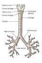 The trachea and bronchi