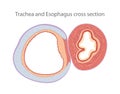 Trachea and Esophagus cross section Royalty Free Stock Photo