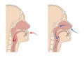 Trachea and esophagus function
