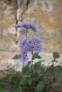 Trachelium caeruleum violet flower