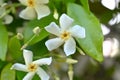 Trachelospermum asiaticum ( Asisn jasmine ) flowers. Apocynaceae evergreen vine shrub. Royalty Free Stock Photo