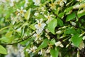 Trachelospermum asiaticum ( Asisn jasmine ) flowers. Apocynaceae evergreen vine shrub. Royalty Free Stock Photo