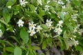 Trachelospermum asiaticum ( Asisn jasmine ) flowers. Apocynaceae evergreen vine shrub. Royalty Free Stock Photo
