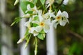 Trachelospermum asiaticum ( Asisn jasmine ) flowers. Apocynaceae evergreen vine shrub. Royalty Free Stock Photo