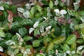 Trachelospermum asiaticum Royalty Free Stock Photo
