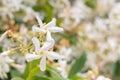 Star jasmine flower on blur background trachelospermum jasminoides Royalty Free Stock Photo