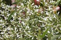 Blooming Euphorbia hypericifolia plant in the park.