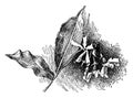 Trachelospermum Jasminoides vintage illustration